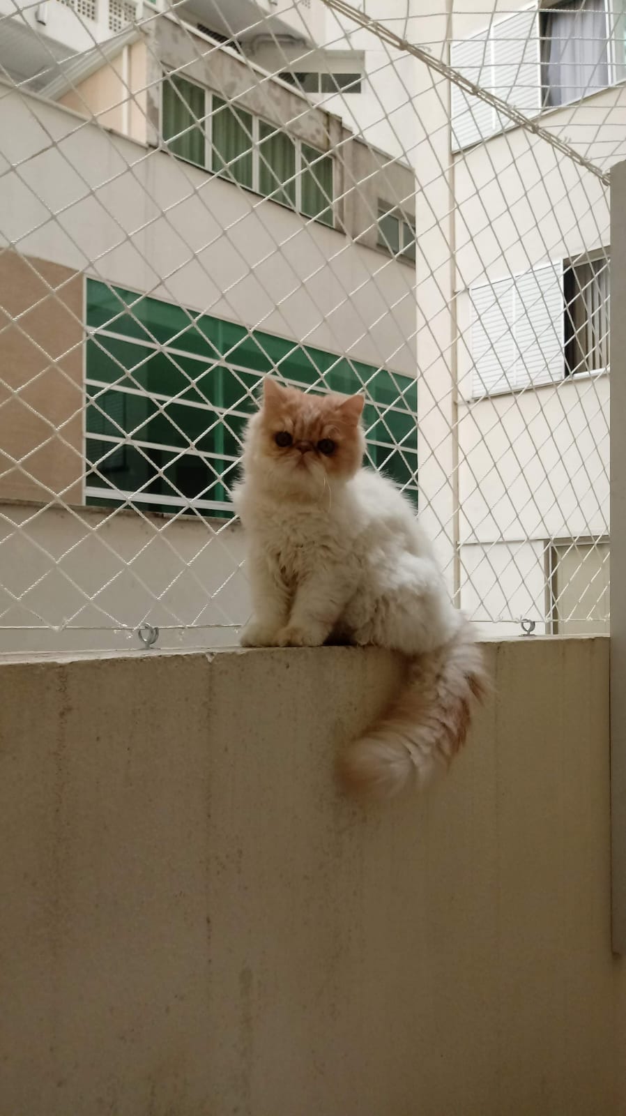Instalação para Gatos