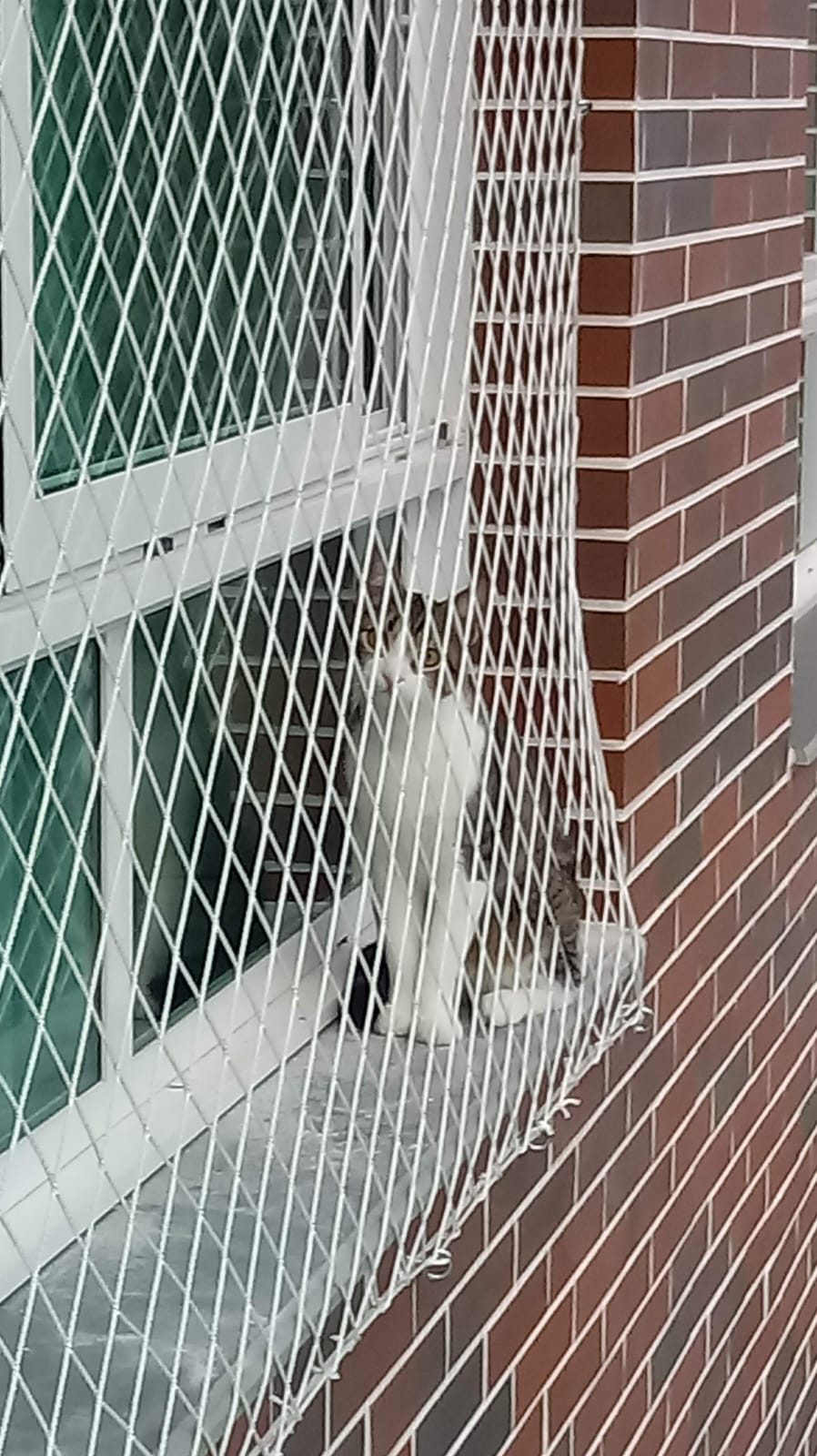 Redes para Gatos e Cães